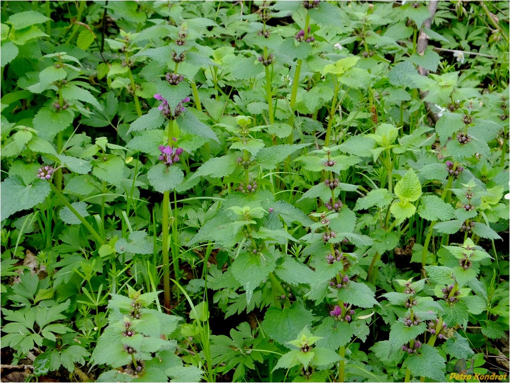 Image of Lamium maculatum specimen.