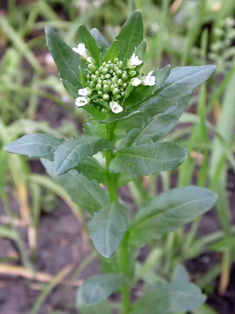 Image of Thlaspi arvense specimen.