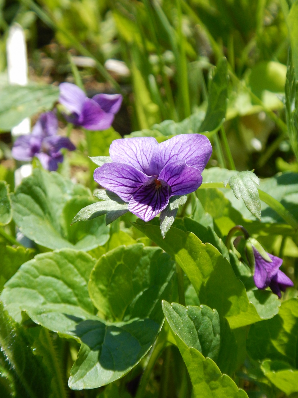 Image of Viola langsdorfii specimen.