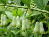 Polygonatum × hybridum. Часть побега с соцветиями. Москва, Воронцовский парк, лужайка в дубовой роще, в культуре. 04.06.2017.