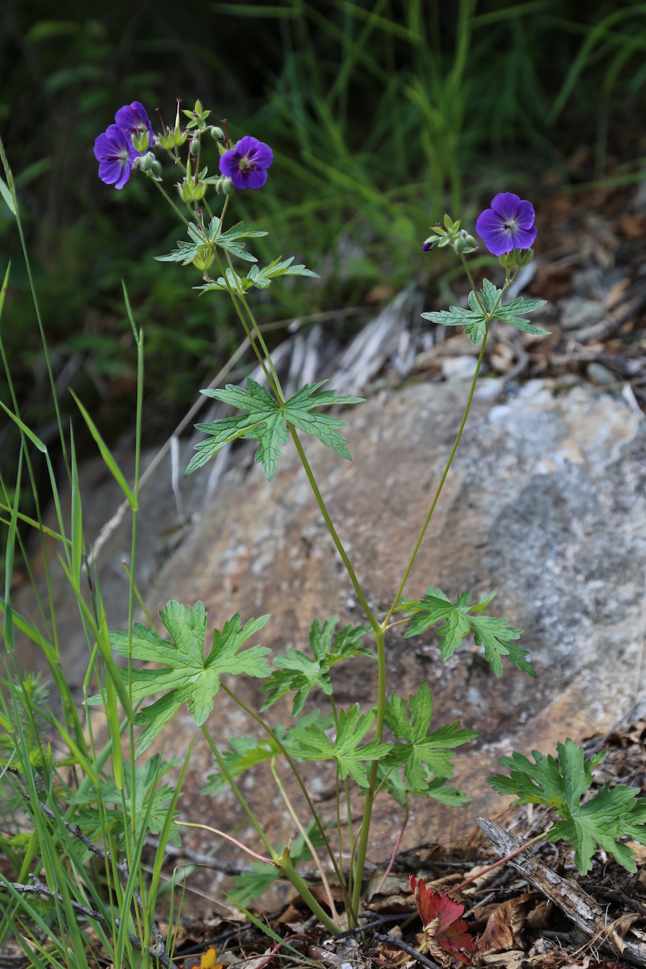 Изображение особи Geranium erianthum.