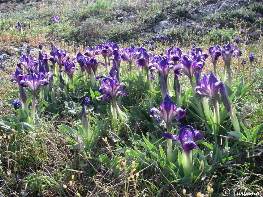 Image of Iris pumila specimen.