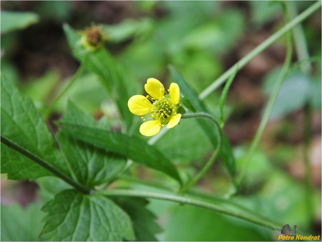 Изображение особи Geum urbanum.