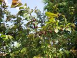 Prunus cerasifera variety pissardii. Ветви с созревающими плодами. Волгоград, Региональный Ботсад на Красном. 22.05.2013.