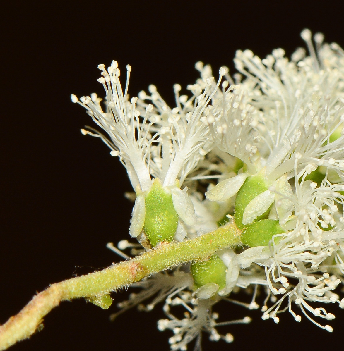 Изображение особи Melaleuca halmaturorum.