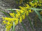 Acacia macradenia