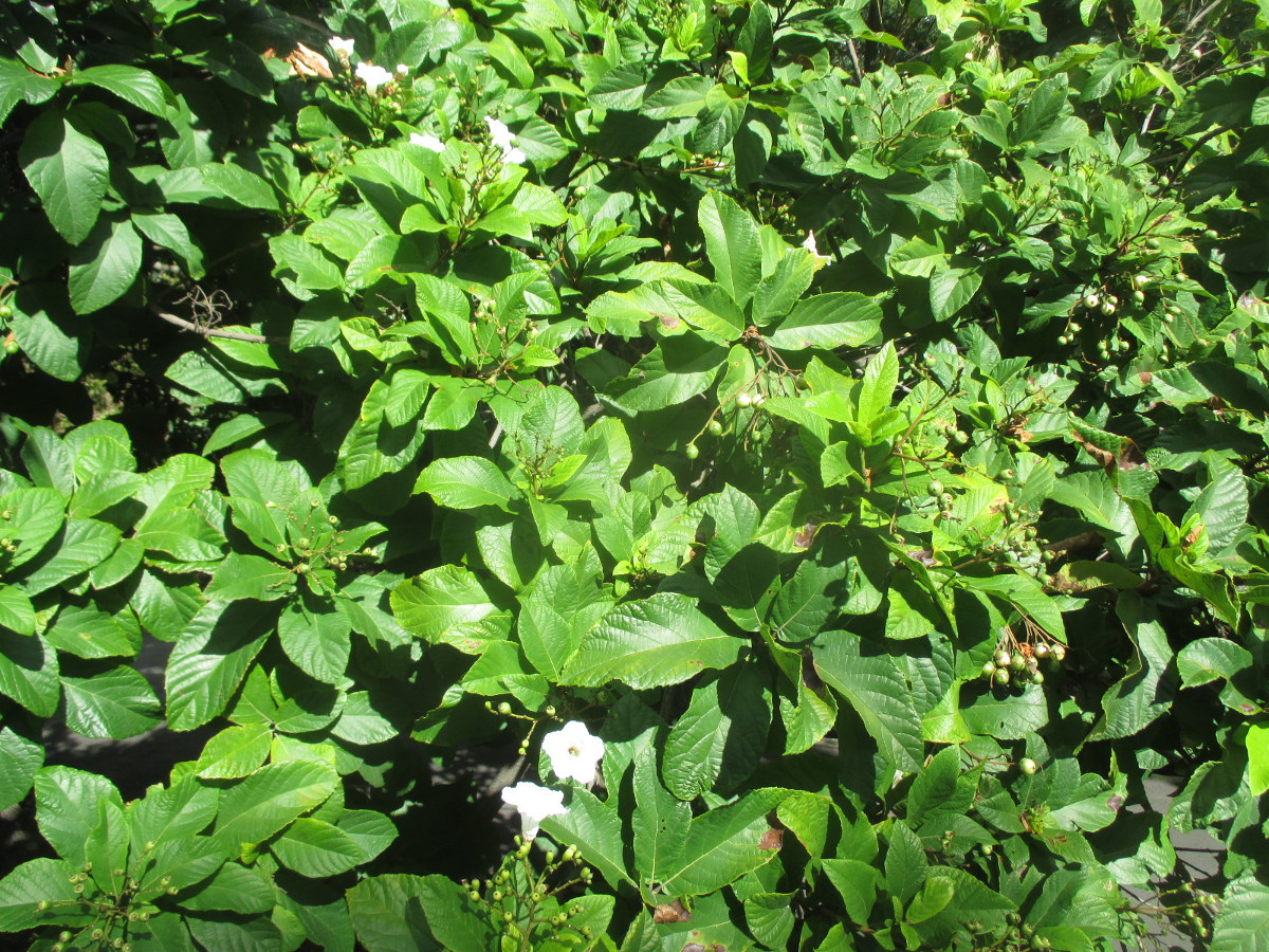 Image of Cordia superba specimen.