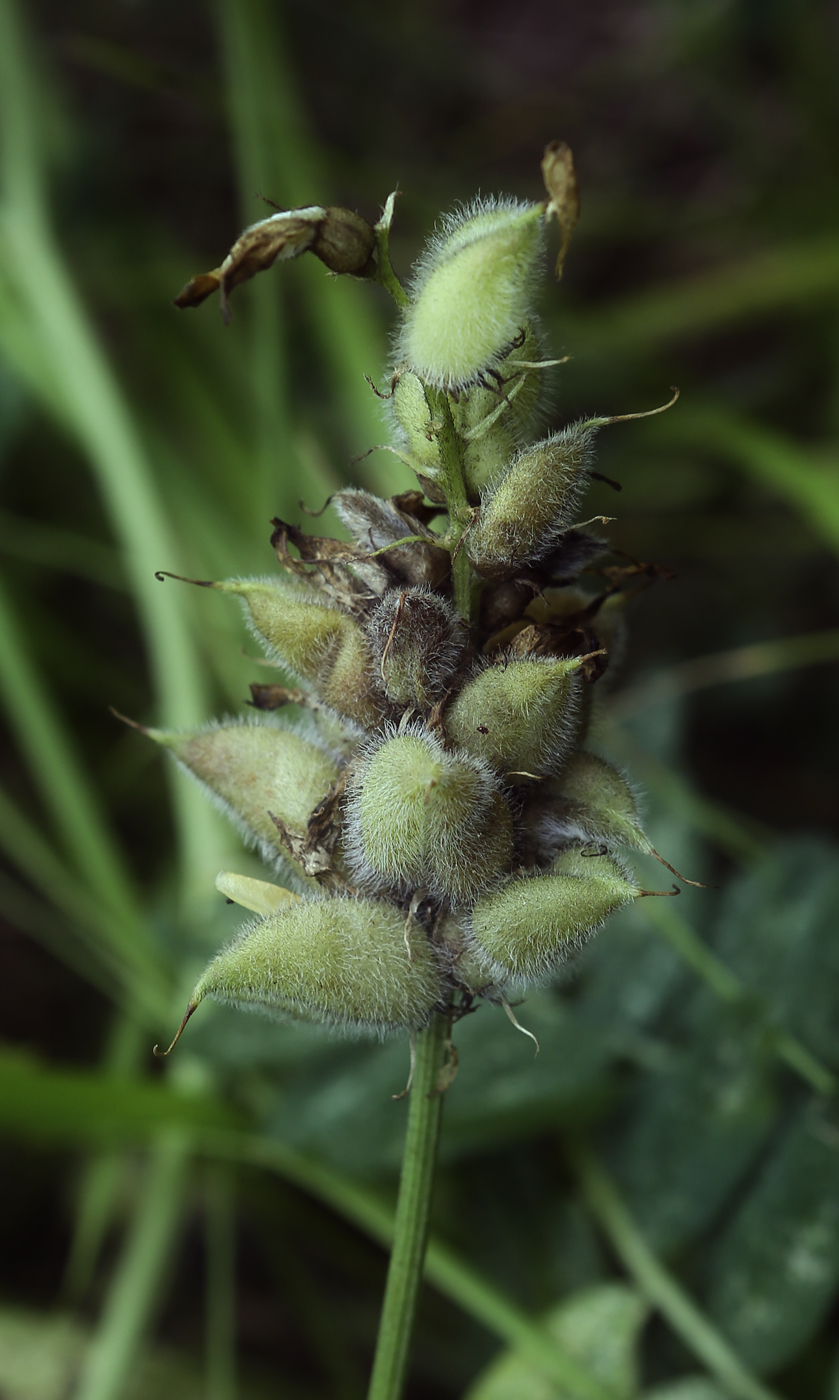 Image of Astragalus cicer specimen.