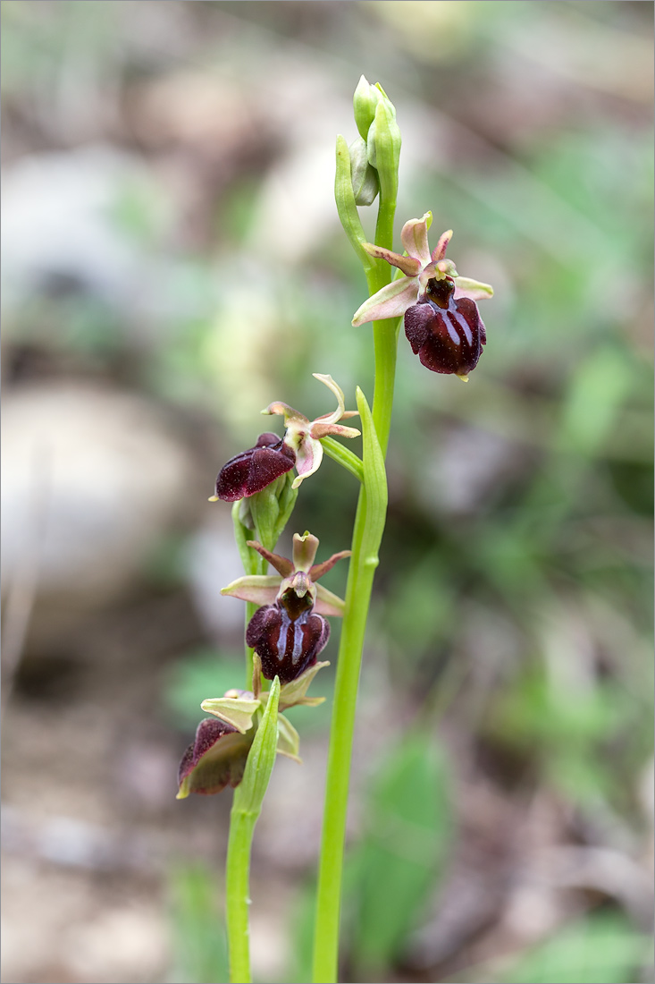 Image of Ophrys mammosa specimen.