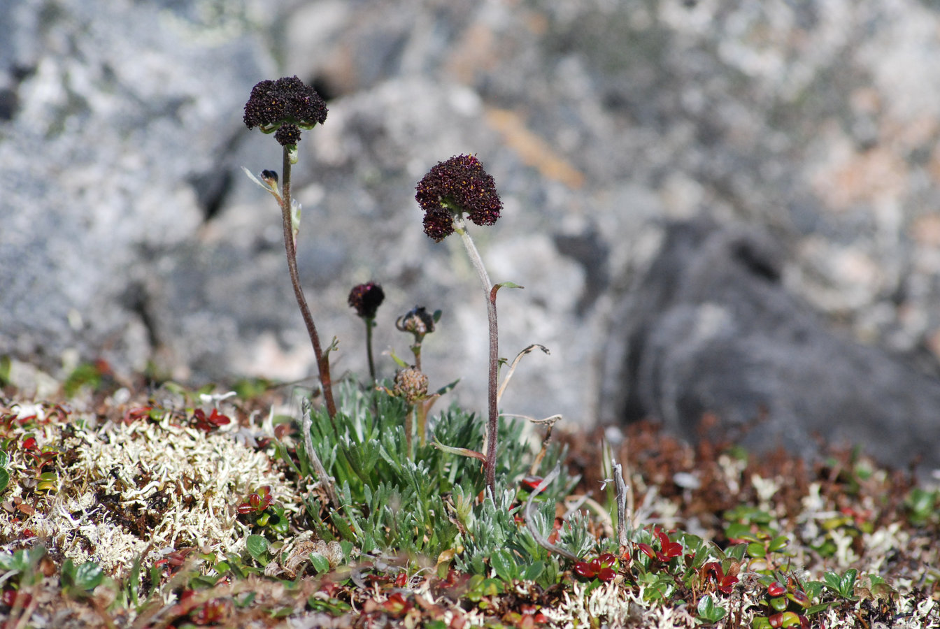 Image of Artemisia globularia specimen.