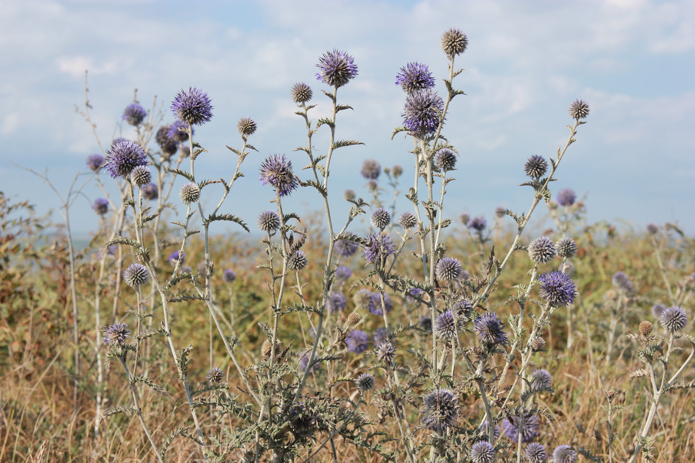 Image of Echinops ruthenicus specimen.