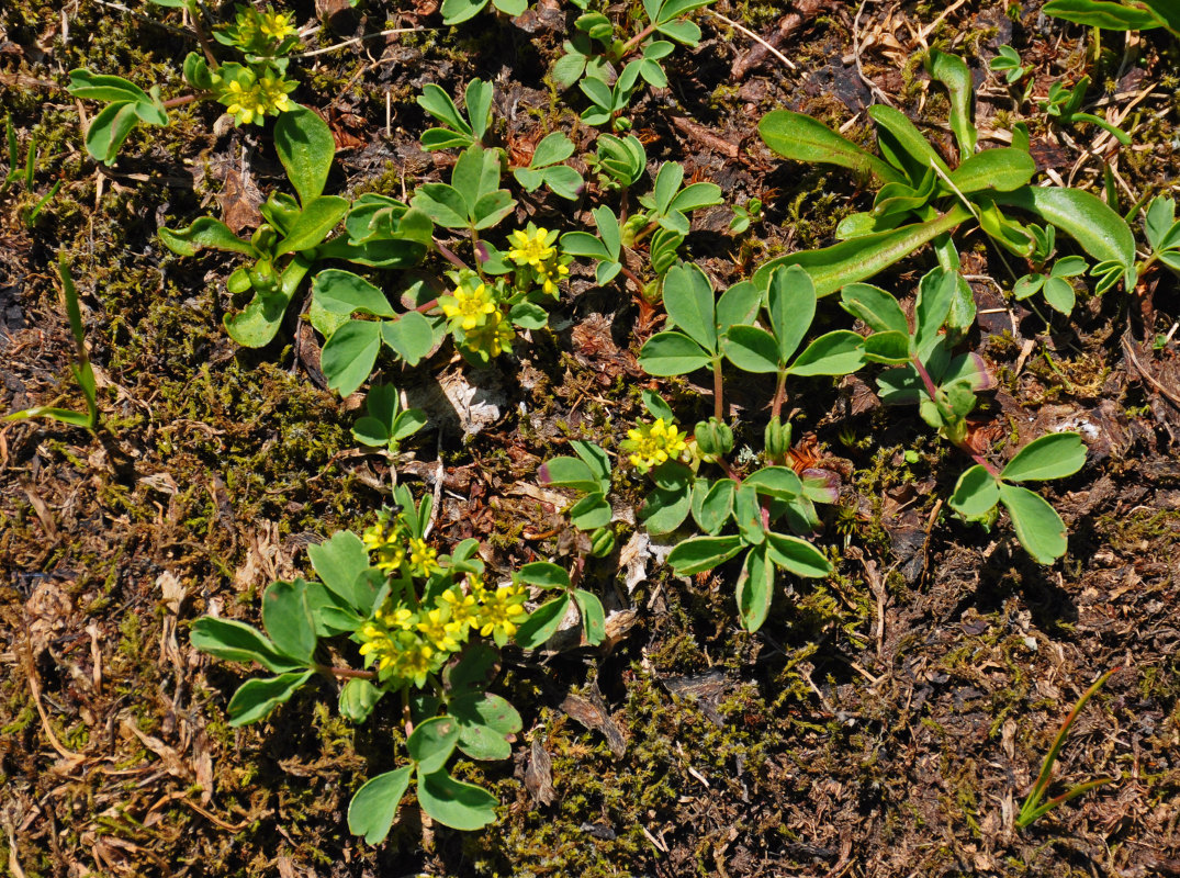 Image of Sibbaldia semiglabra specimen.