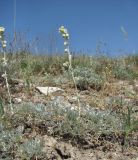 Artemisia caucasica. Цветущее растение. Дагестан, г. о. Махачкала, окр. с. Талги, склон горы. 15.05.2018.