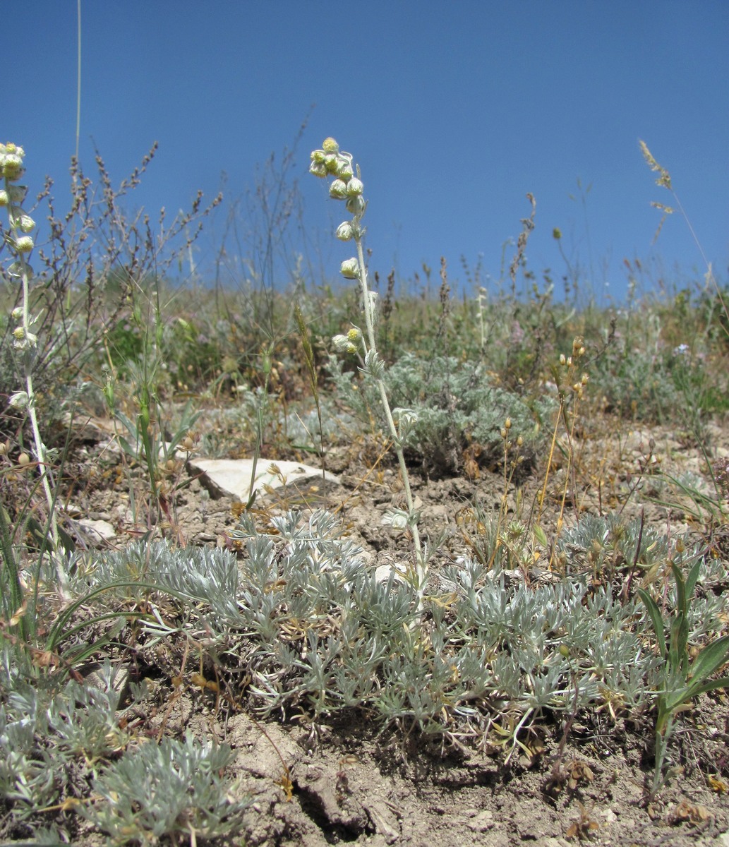 Изображение особи Artemisia caucasica.