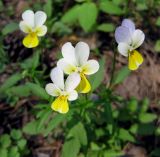 Viola tricolor. Цветущие растения из одной микропопуляции, по окраске соответствующие Viola matutina и Viola tricolor. Украина, Киевская обл., Вышгородский р-н, севернее с. Лебедевка, левый берег дренажного канала. 23 мая 2010 г.