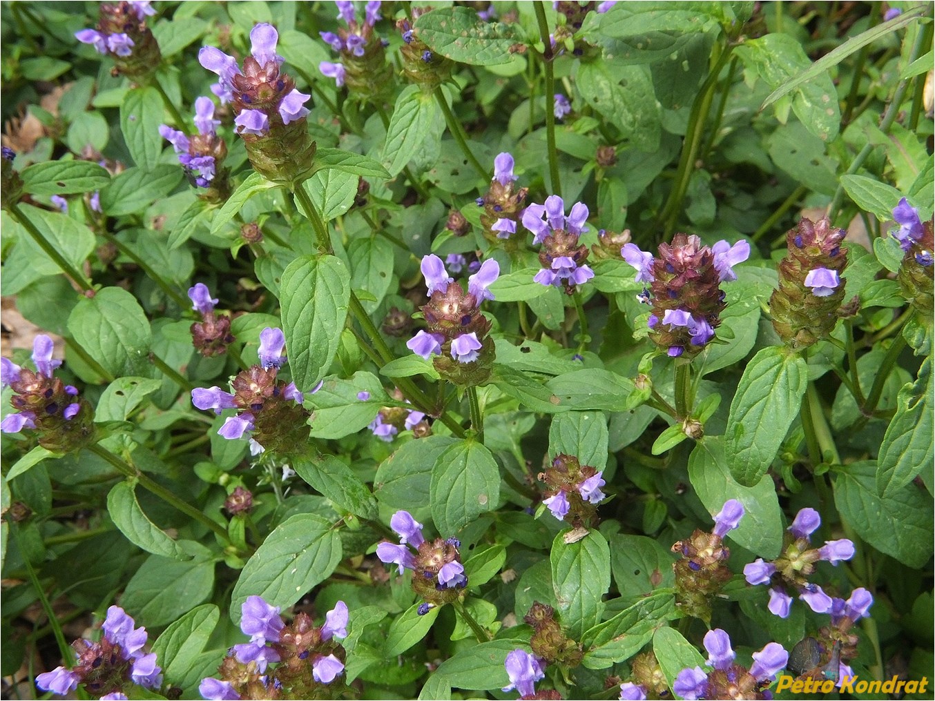 Image of Prunella vulgaris specimen.