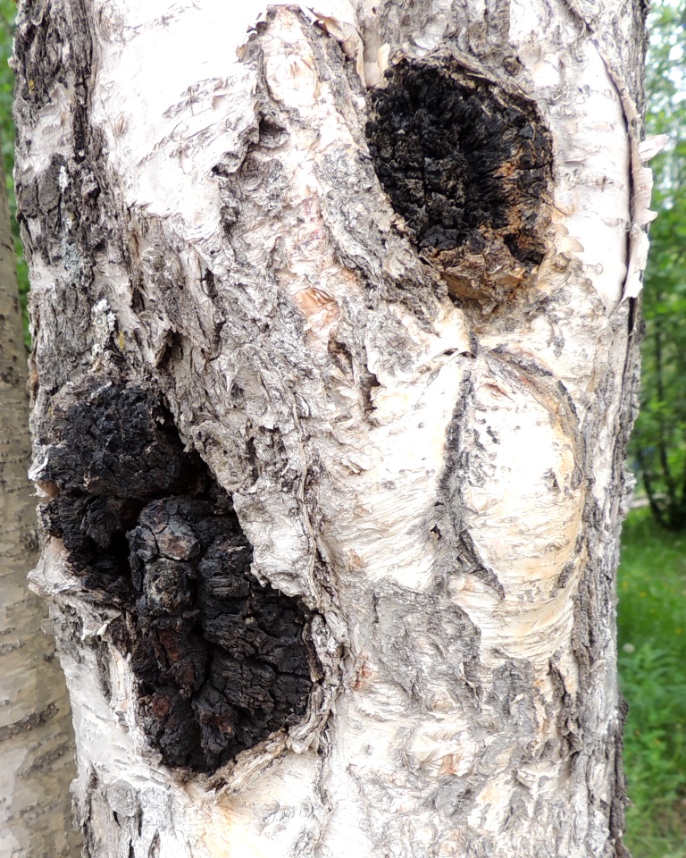 Image of Betula pendula specimen.