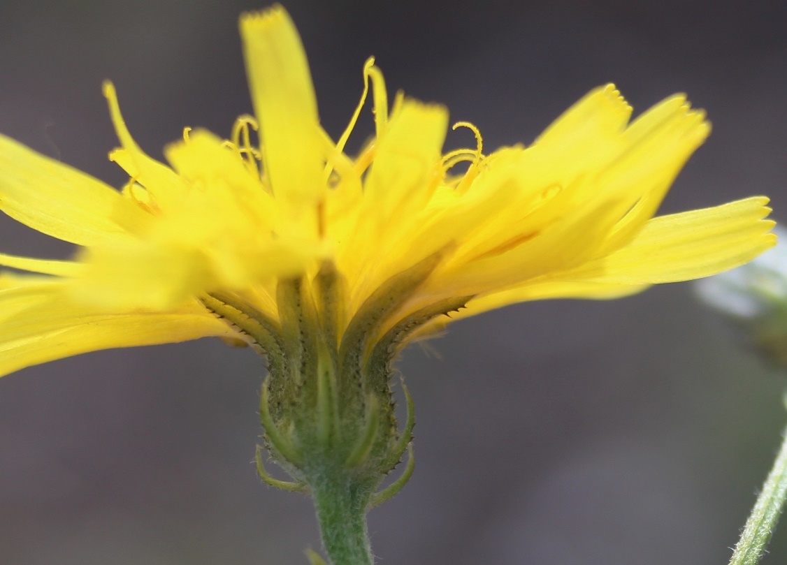 Изображение особи Crepis nigrescens.