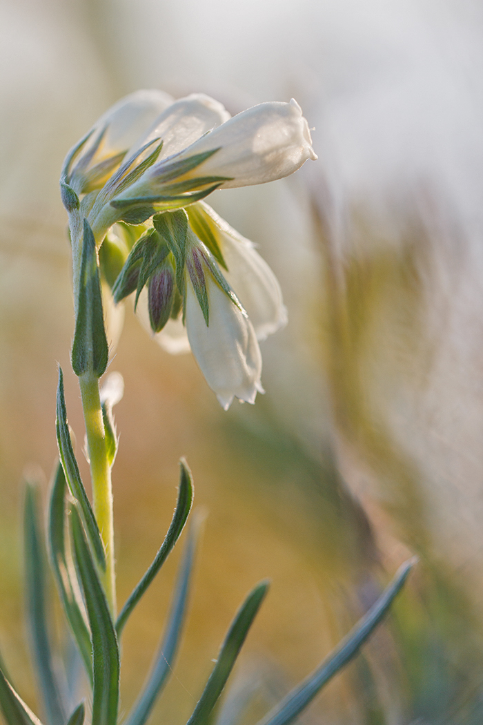 Image of Onosma tanaitica specimen.