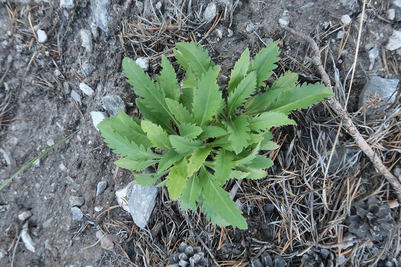 Image of Scabiosa comosa specimen.