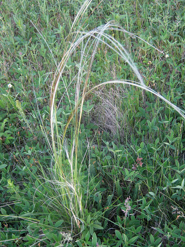 Изображение особи Stipa pennata.