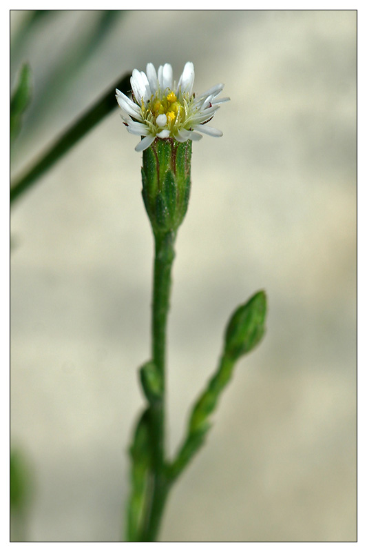 Image of Symphyotrichum graminifolium specimen.