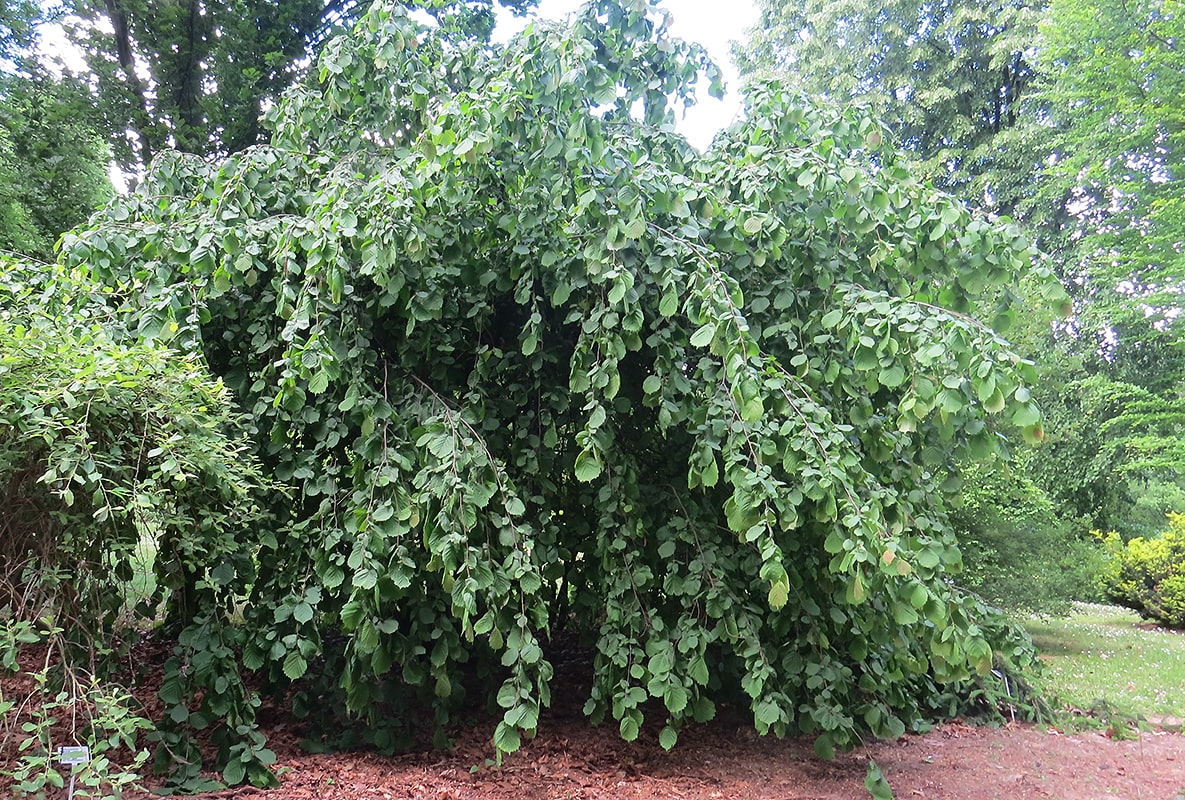 Image of Corylus avellana specimen.