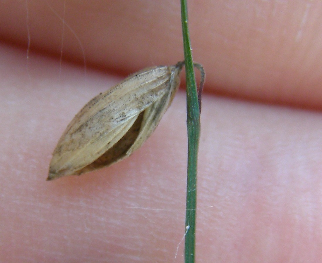 Image of Melica nutans specimen.