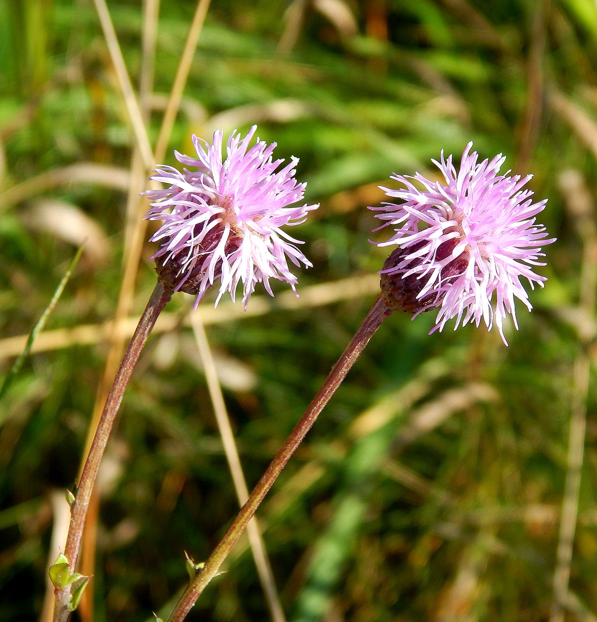 Image of Cirsium setosum specimen.