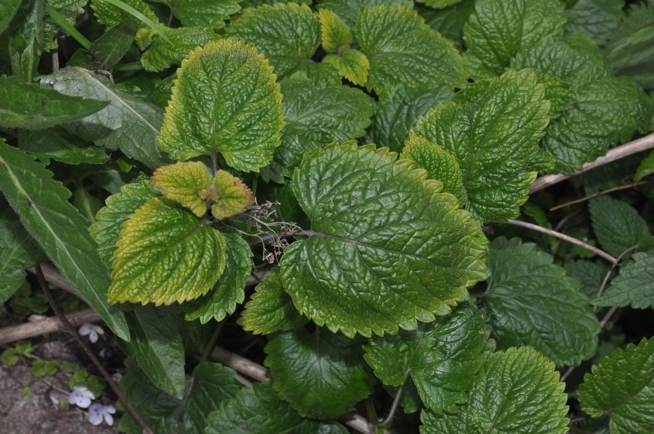 Image of familia Lamiaceae specimen.