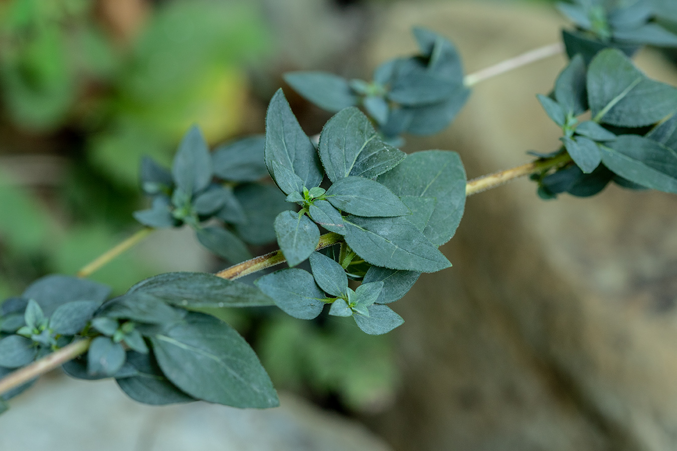 Изображение особи Origanum vulgare ssp. viride.