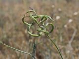 Astragalus stevenianus