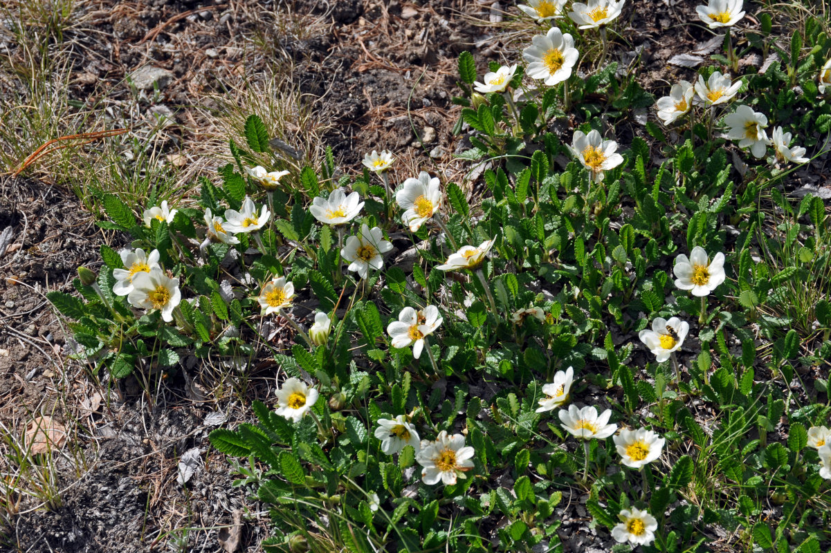 Изображение особи Dryas oxyodonta.