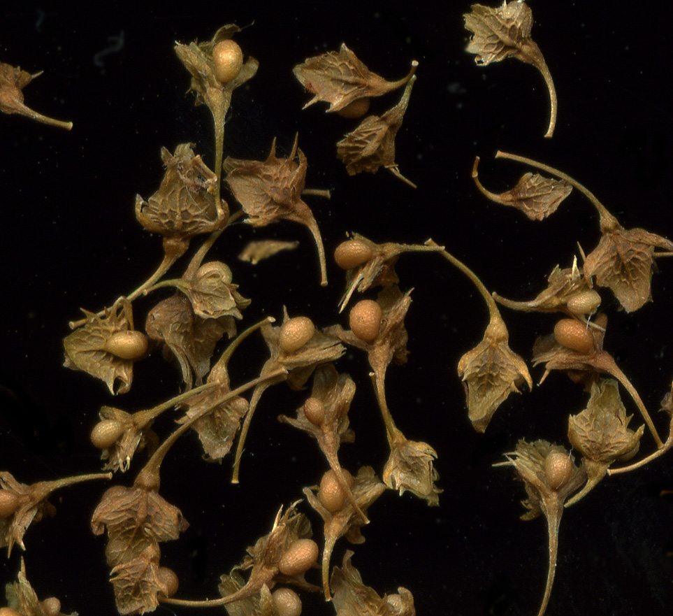 Image of Rumex obtusifolius specimen.