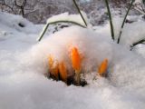 Crocus ancyrensis. Цветущие растения (голландский материал, сорт 'Golden Bunch'). Краснодарский край, г. Усть-Лабинск, на приусадебном участке. 08.02.2020.