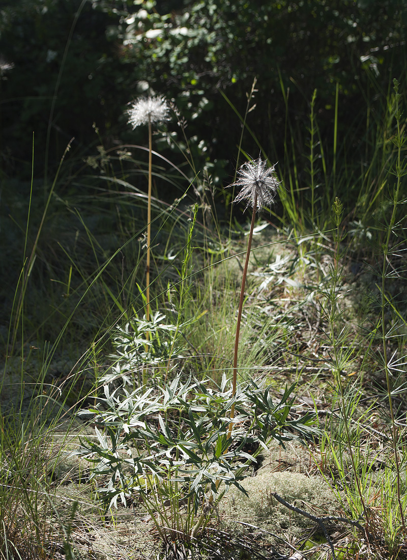 Image of Pulsatilla multifida specimen.