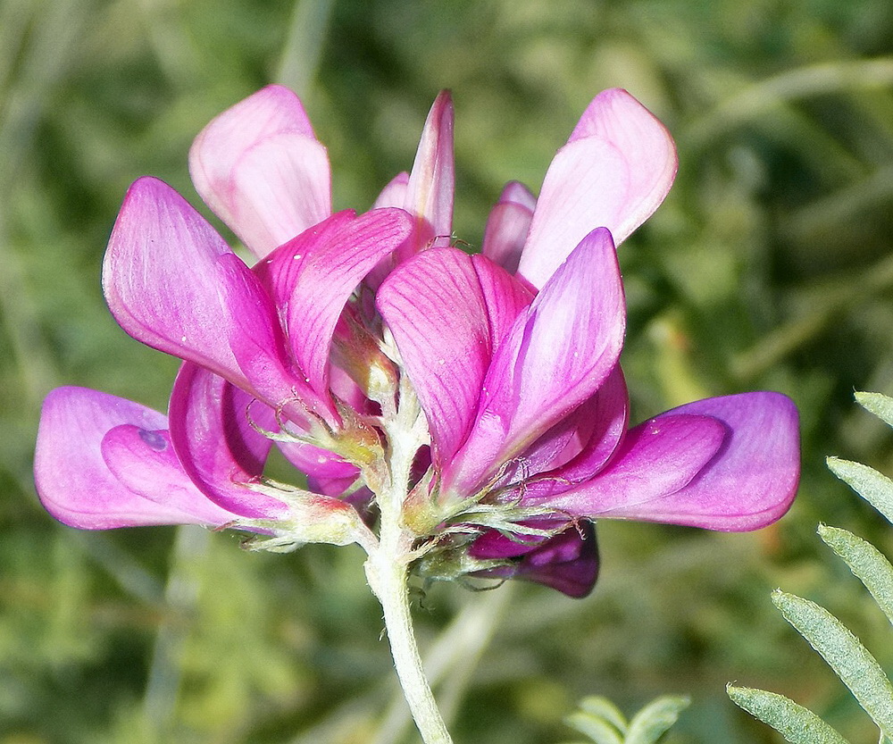 Image of Hedysarum tauricum specimen.