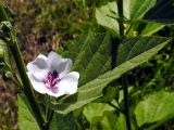 Althaea officinalis. Часть побега с цветком. Республика Алтай, Шебалинский р-н, экспозиция ГАБС. 03.08.2010.