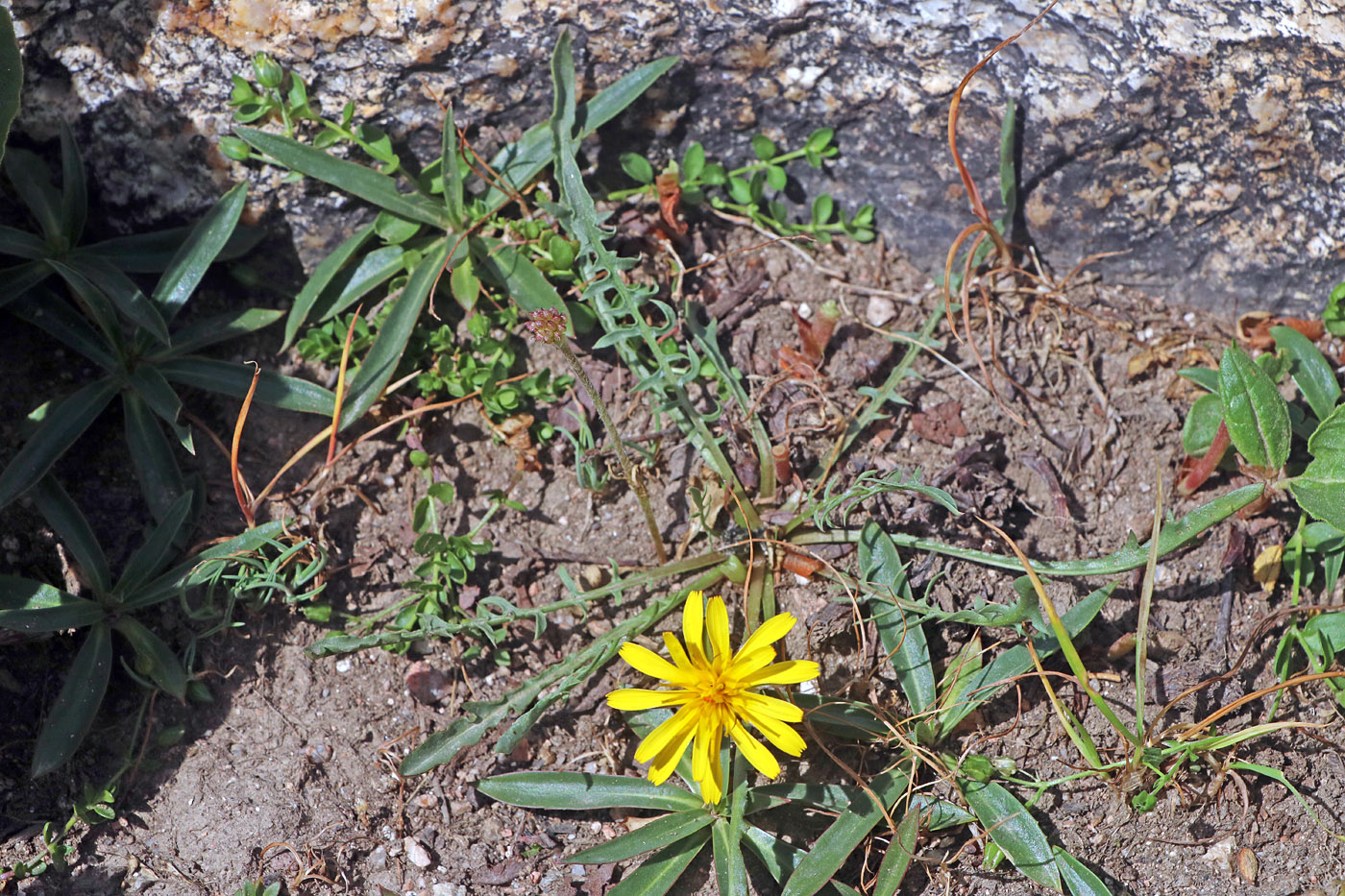 Image of Taraxacum brevirostre specimen.