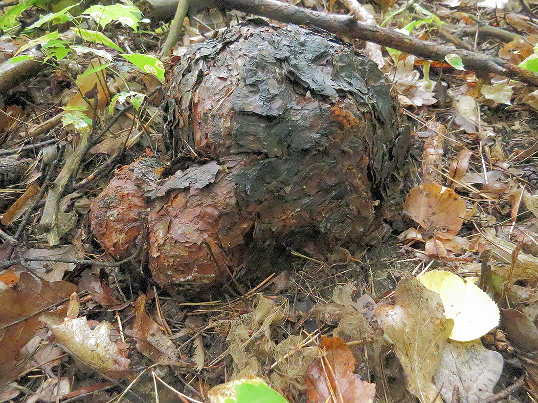 Изображение особи Pinus sylvestris.