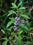 Mentha arvensis