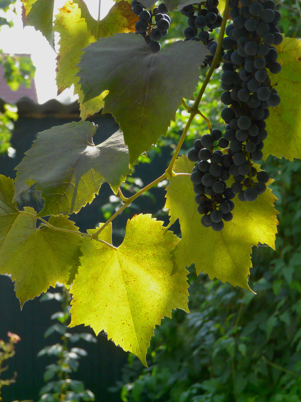 Image of Vitis &times; bacoi specimen.