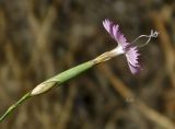 Dianthus lusitanus. Цветок. Испания, Центральная Кордильера, горный хребет Сьерра-де-Гуадаррама, нац. парк \"Сьерра-де-Гуадаррама\", гранитный массив La Pedriza, гора El Yelmo, ок. 1100 м н.у.м., на небольшой задернованной полянке среди скал. Июль.