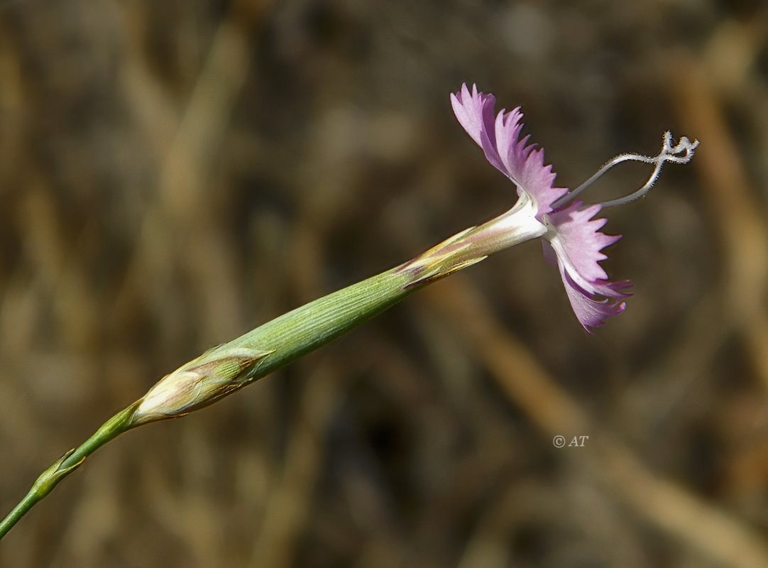 Image of Dianthus lusitanus specimen.