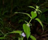 Mentha arvensis. Верхушка цветущего растения. Тульская обл., Плавский р-н, окр. пос. Молочные Дворы, берег пруда. 15.07.2018.