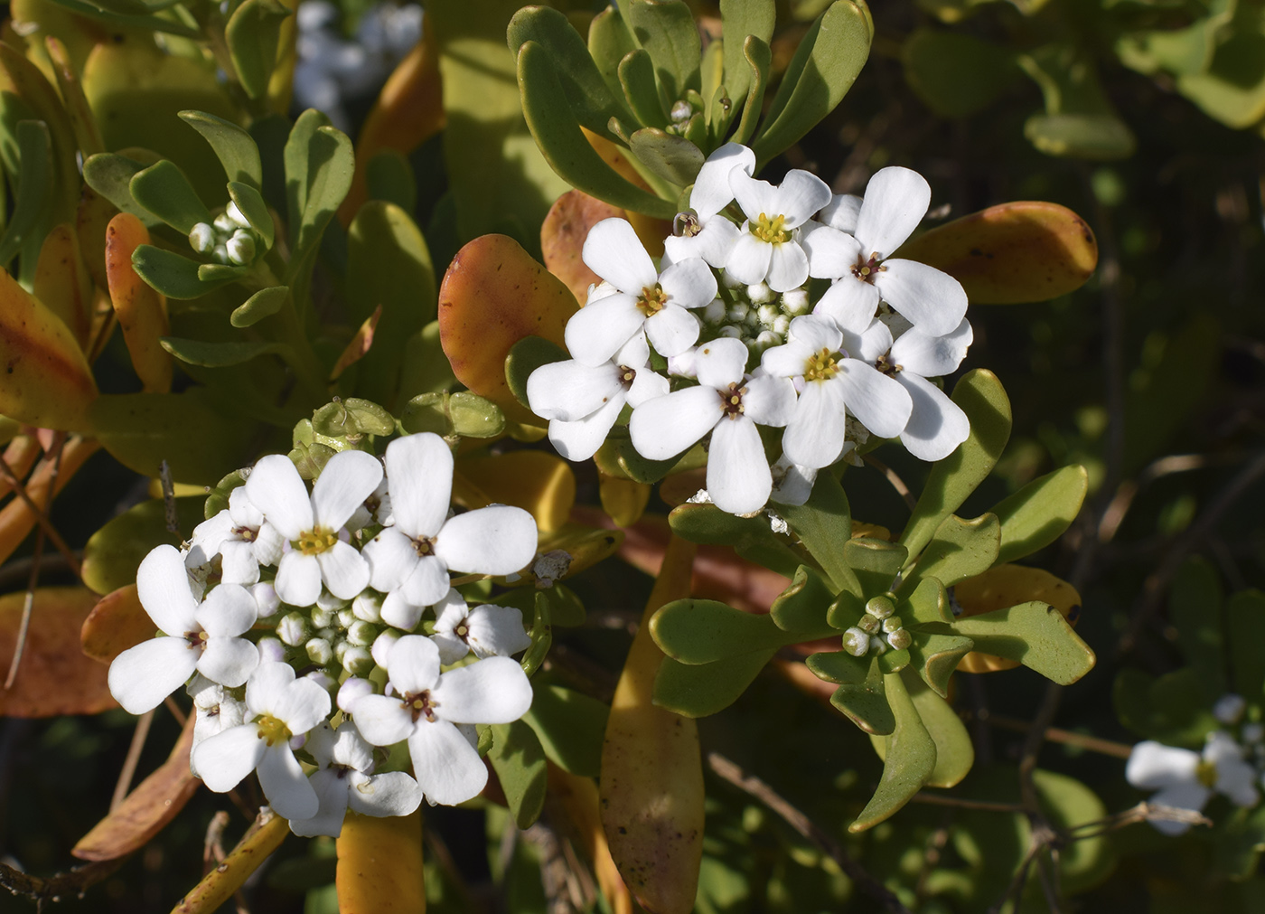 Изображение особи Iberis semperflorens.