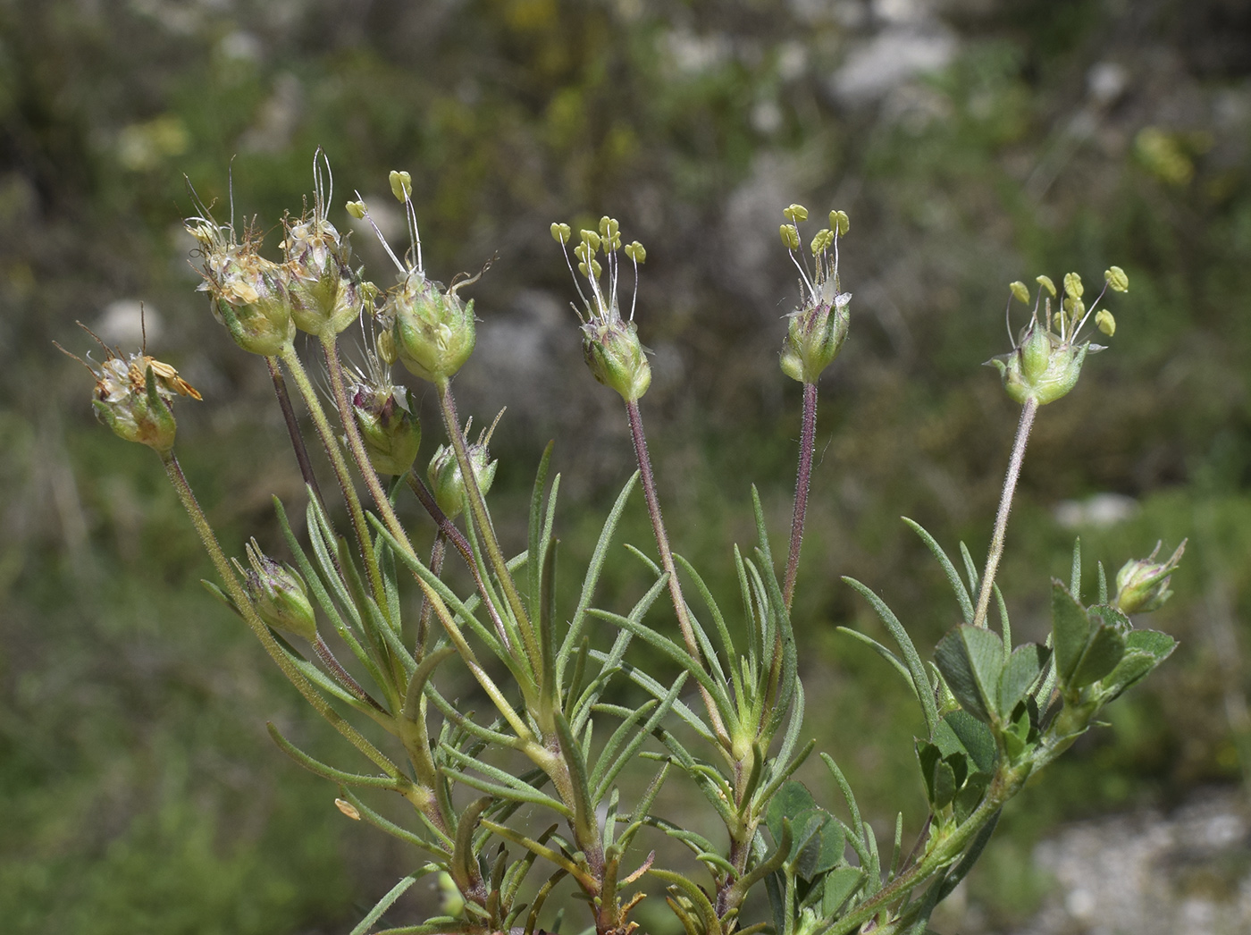 Image of Plantago sempervirens specimen.