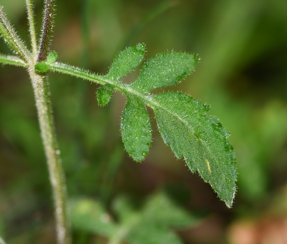 Image of Calceolaria tripartita specimen.