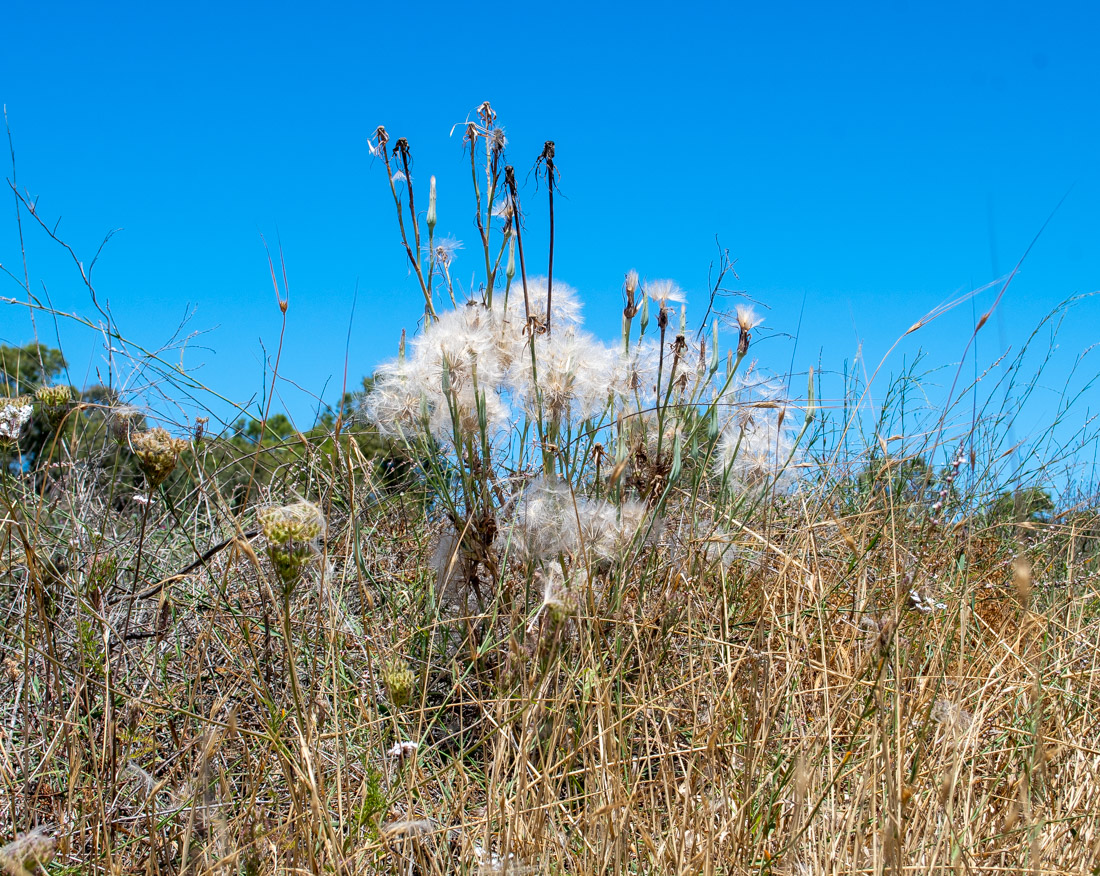 Image of Tragopogon porrifolius ssp. longirostris specimen.