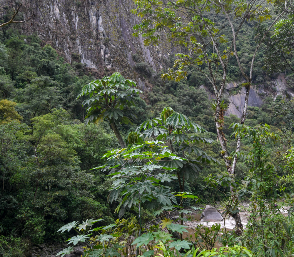 Image of genus Cecropia specimen.